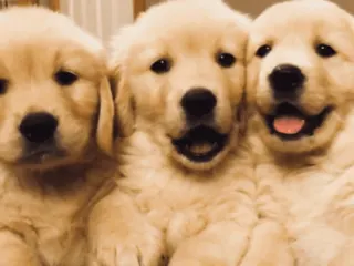 Golden Retriever Welpen: Alle Informationen
