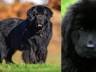 Der Neufundländer: Der starke, aber süße Hund