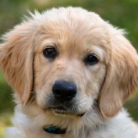 Amerikanischer Golden Retriever