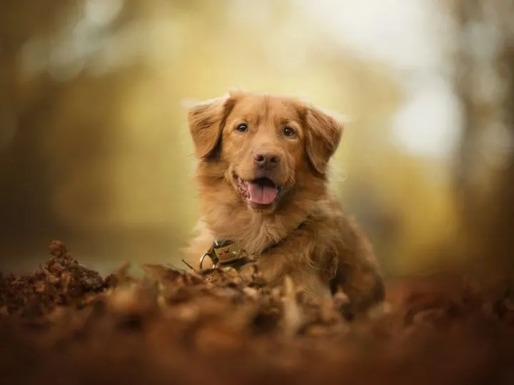 Nova Scotia Duck Tolling Retriever