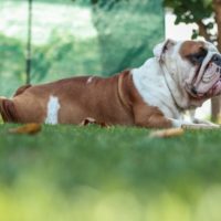 Olde English Bulldogge