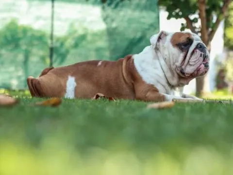 Olde English Bulldogge: Die überlegene Bulldogge (mit Fotos)