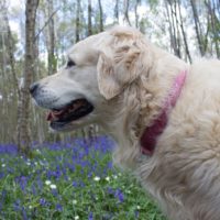 Britischer Golden Retriever