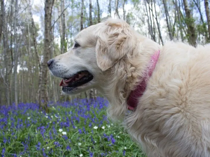 Der Britischer Golden Retriever