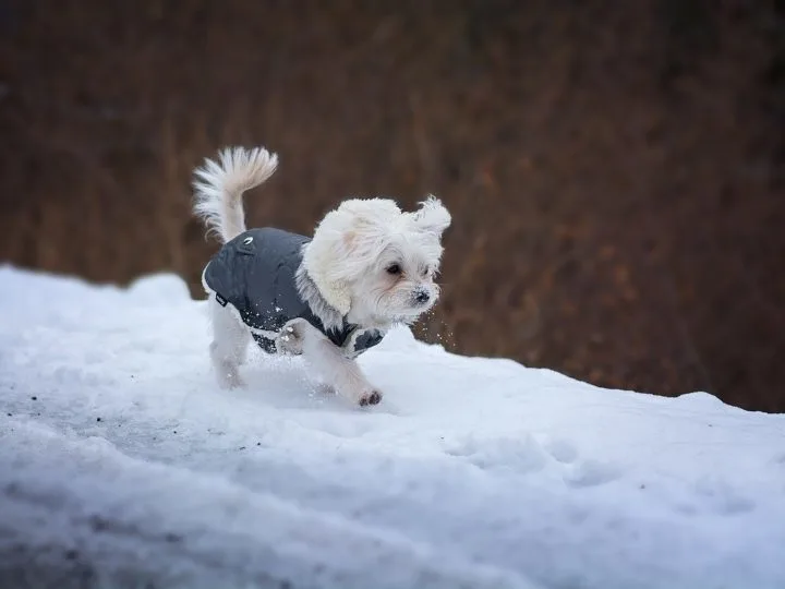 Hundekleidung: Wie kaufe ich die richtige?