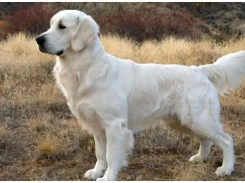 Kastration ihres Hundes