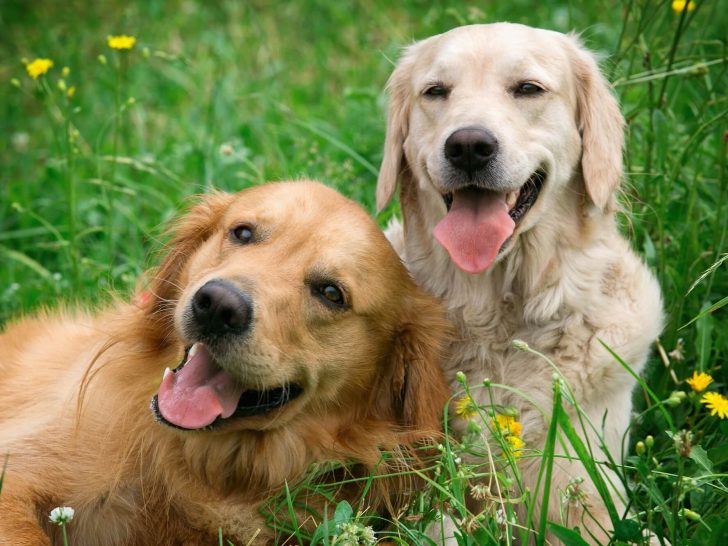 Golden Retriever Farben und Arten mit fesselnden Fotos!