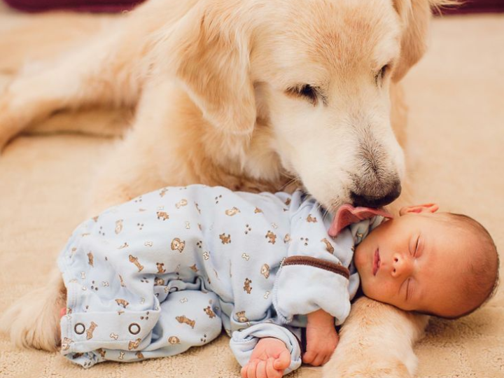 Ist ein Golden Retriever kinderlieb?