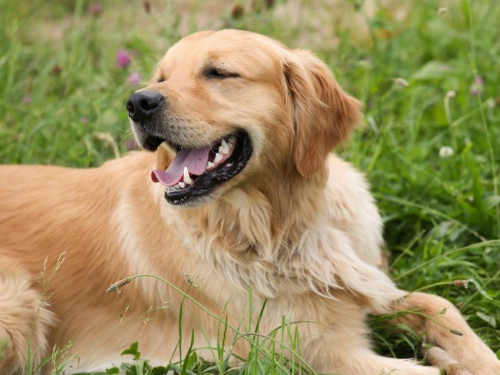 Ist ein Golden Retriever ein Anfängerhund?