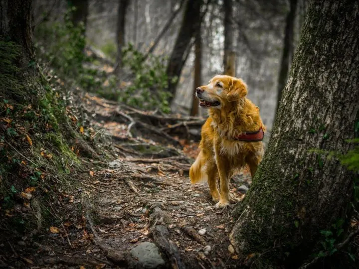 Sind Golden Retriever bellfreudig? 