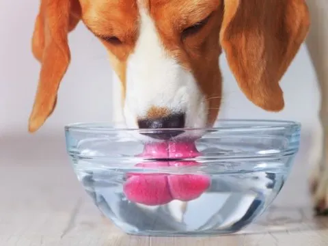Wie viel wasser sollte ein hund trinken