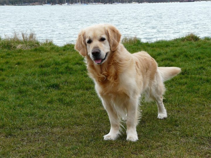 Wie gefährlich ist ein Golden Retriever?