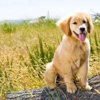 golden-retriever Persönlichkeit