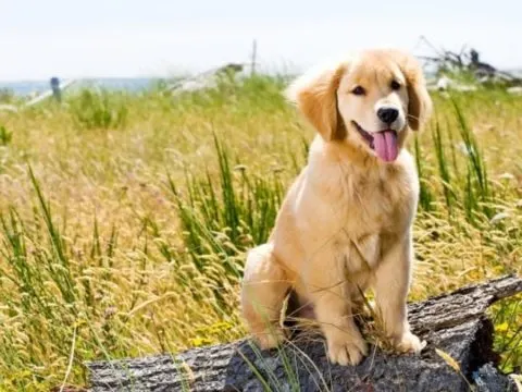 Golden Retriever-Persönlichkeit: Das Gute und das Schlechte