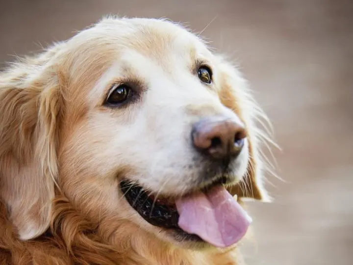 Lebensdauer des Golden Retriever: Was Sie wissen sollten