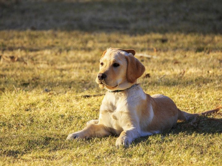 Kurzhaarige Golden Retriever