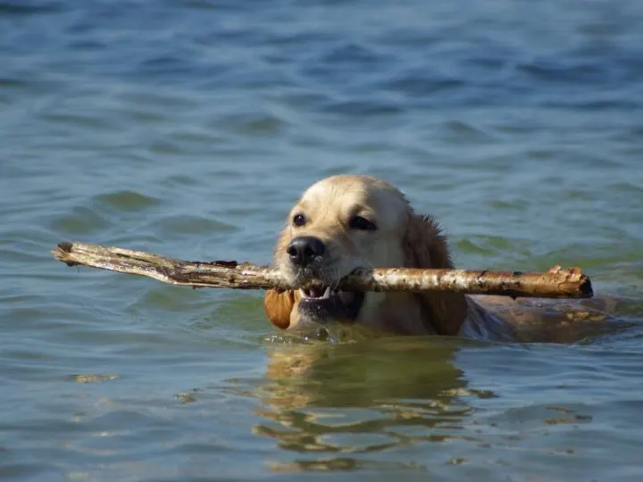 Wie man einem Golden Retriever das Schwimmen beibringt