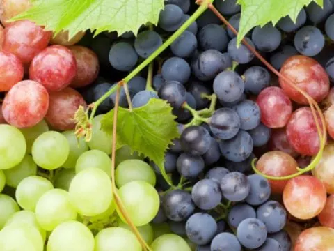 Sind Trauben gut für Hunde?