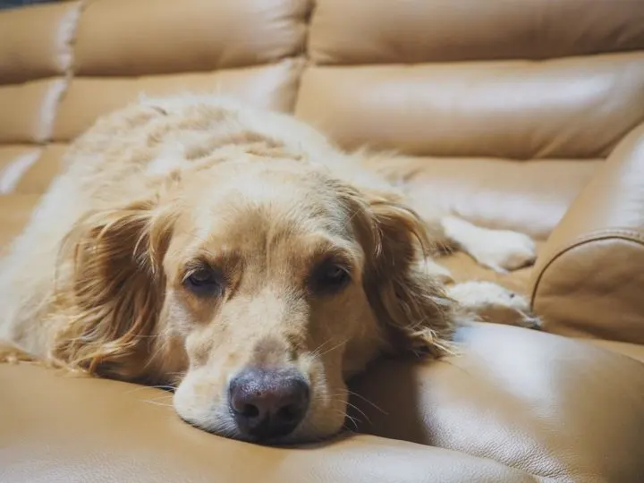 Was gibt man Hunden bei Durchfall?