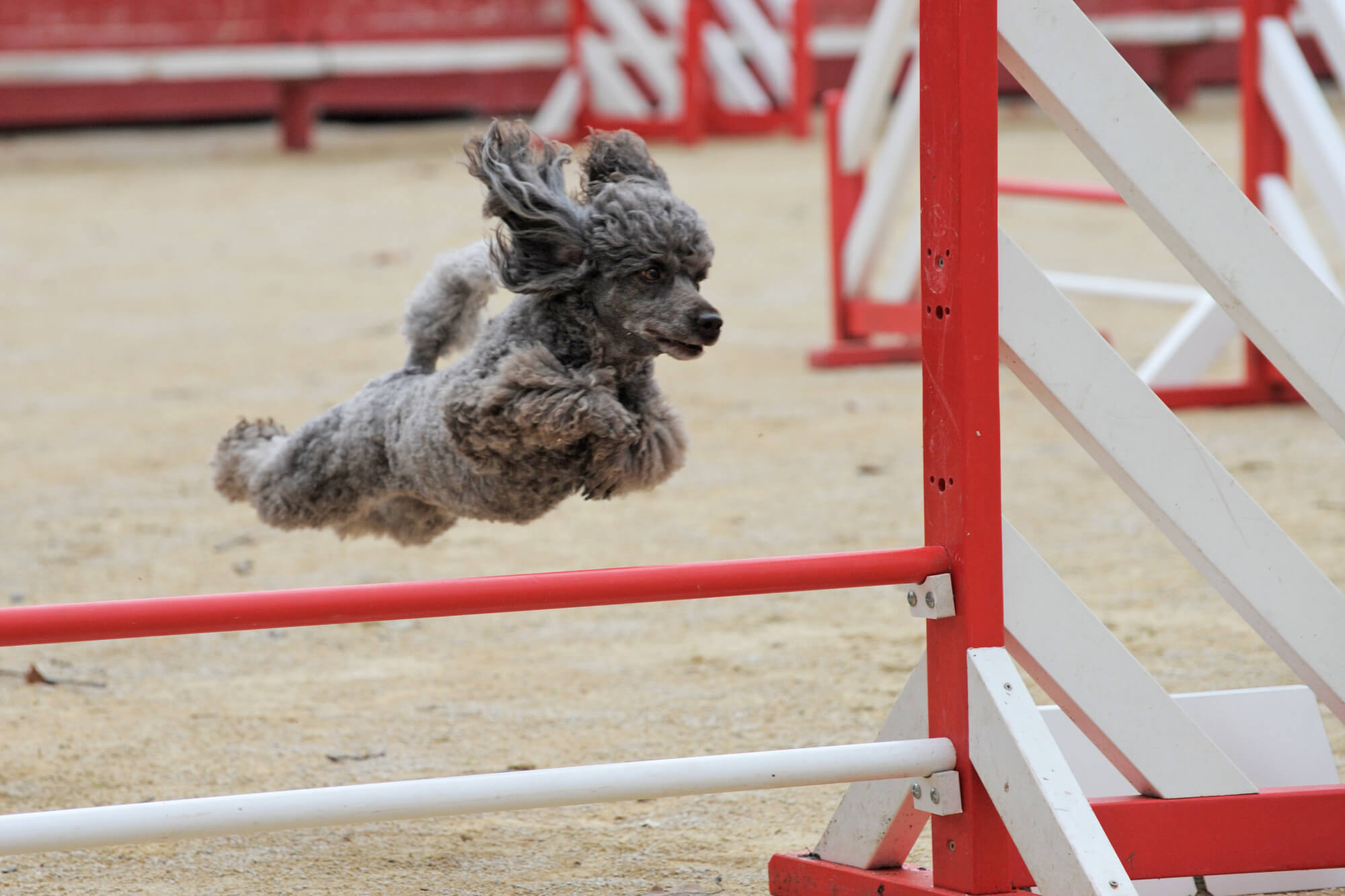 Agility-Training Pudel