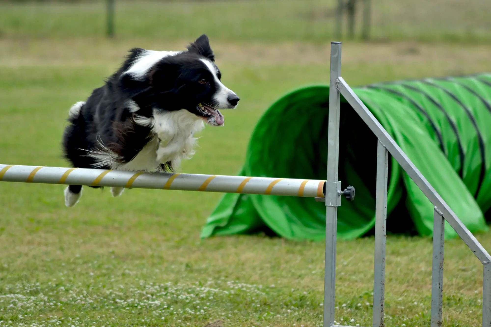 Agility-Training Border Colie