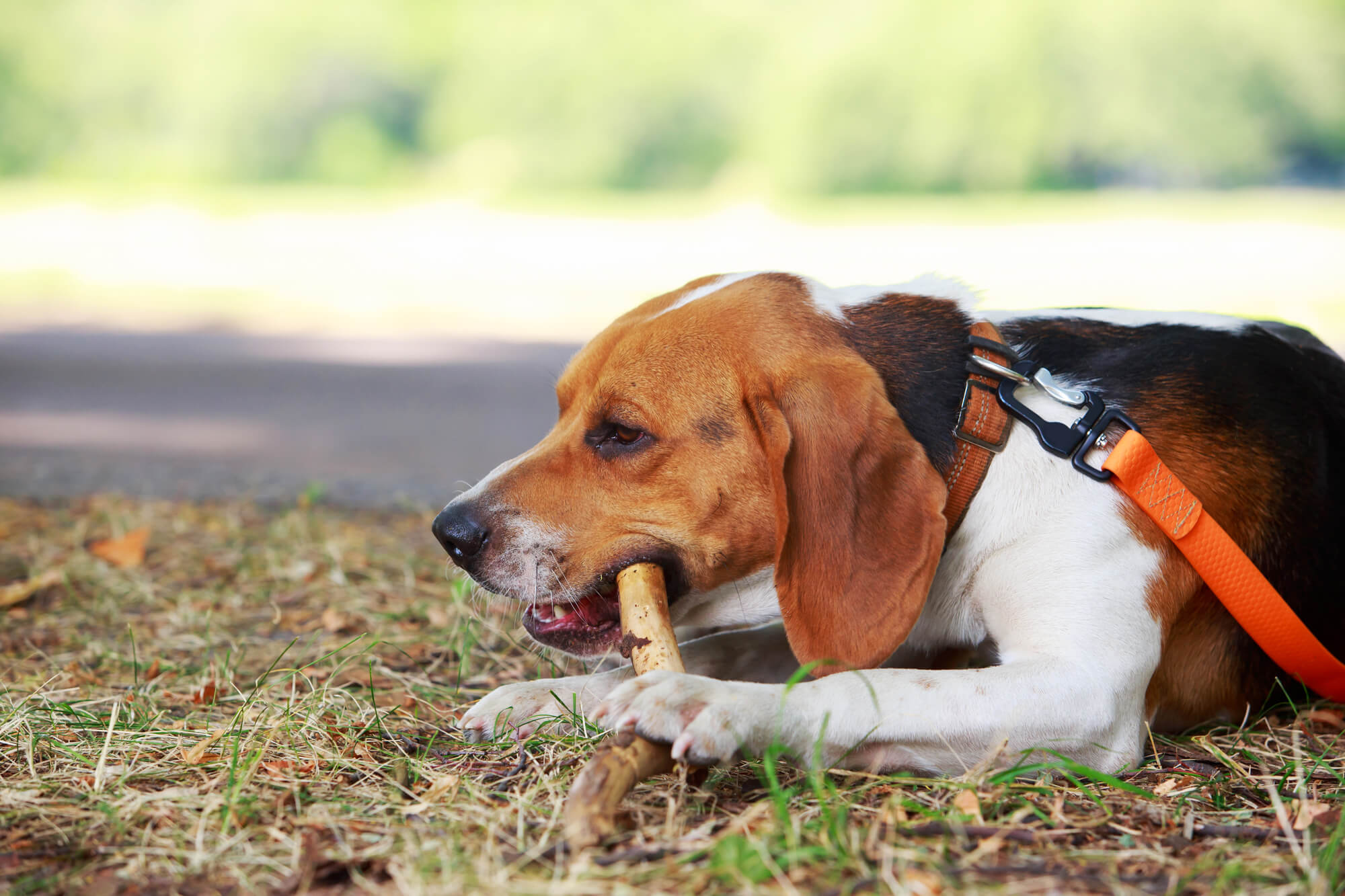 American Foxhound