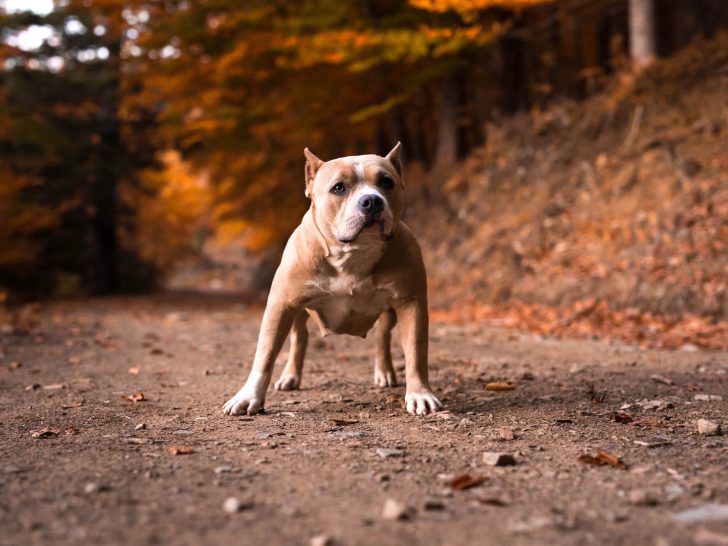 American Pitbull Terrier: Vollständiges Rassenporträt mit Fotos