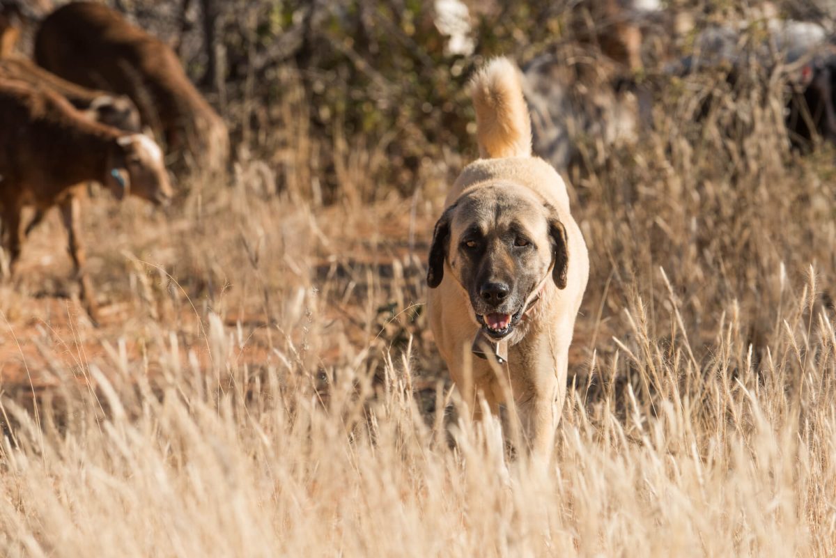 Herdenschutzhunde Rassen 12 Imposante Begleiter Mit Fotos herdenschutzhunde-rassen-12-imposante-begleiter-mit-fotos