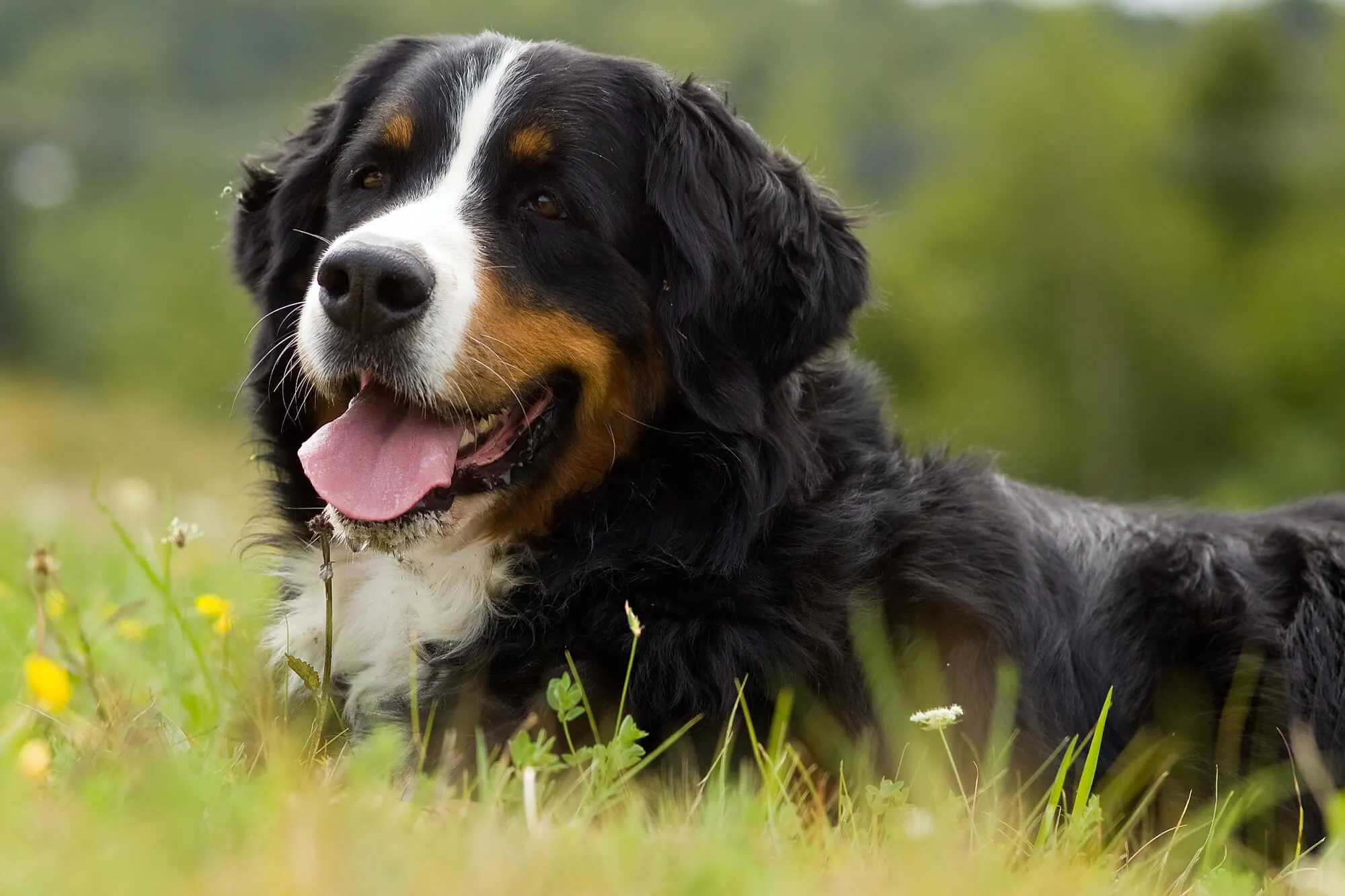 Berner Sennenhund