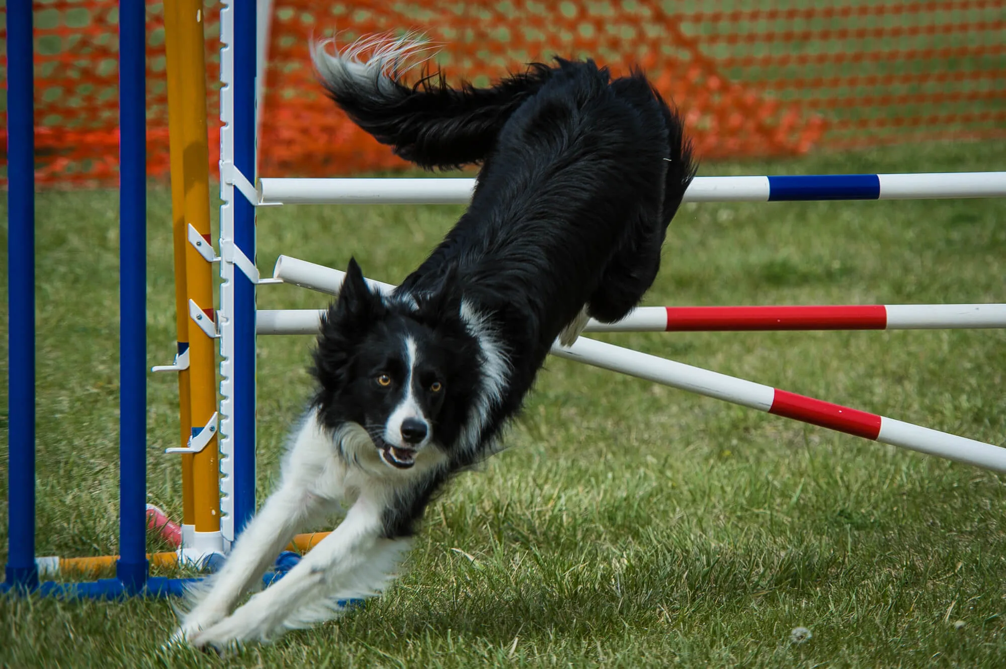 Border Collie beim Agility-Sprung