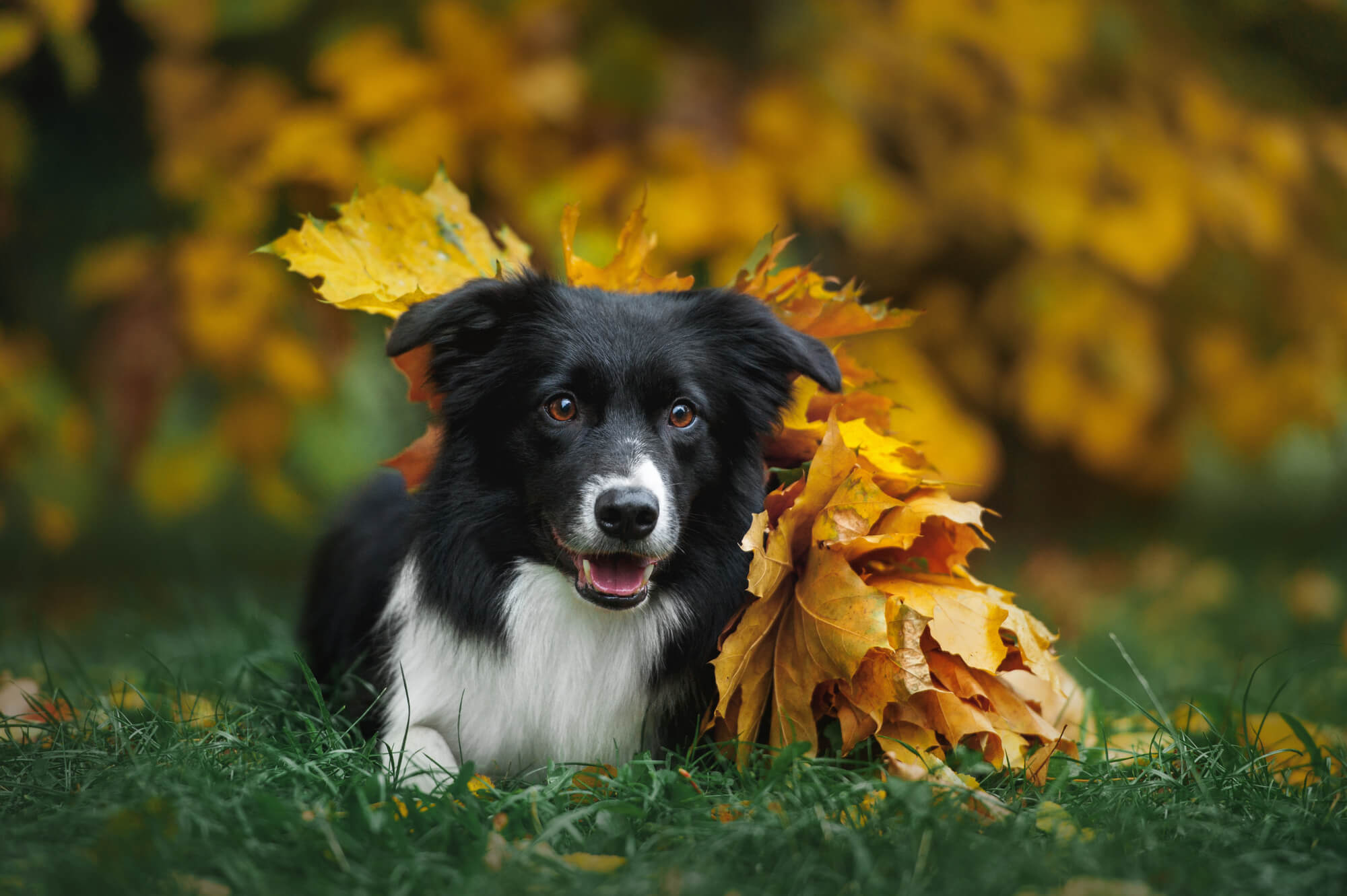 Border Collie