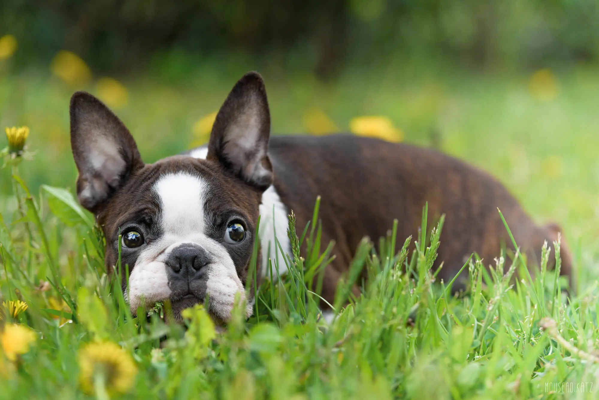 Boston Terrier