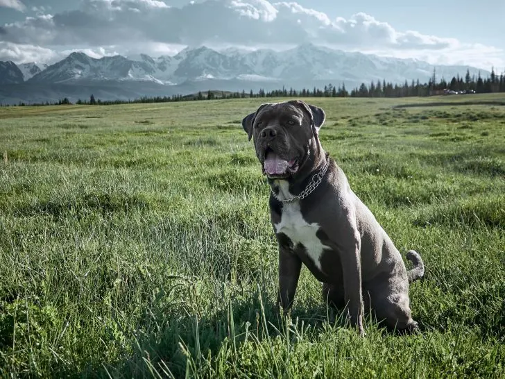 Cane Corso Kampfhund oder Listenhund? Überblick Einstufungen