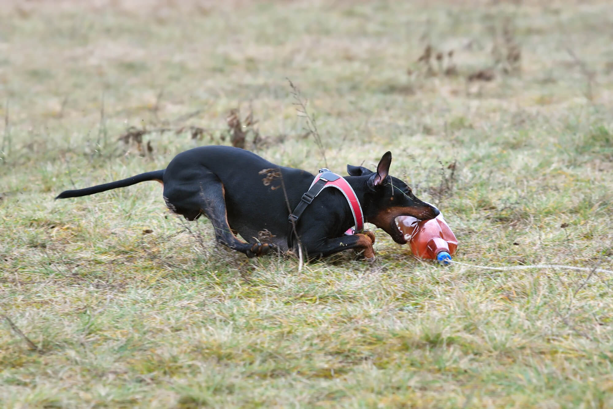 Coursing-Hund, der einen Köder fängt