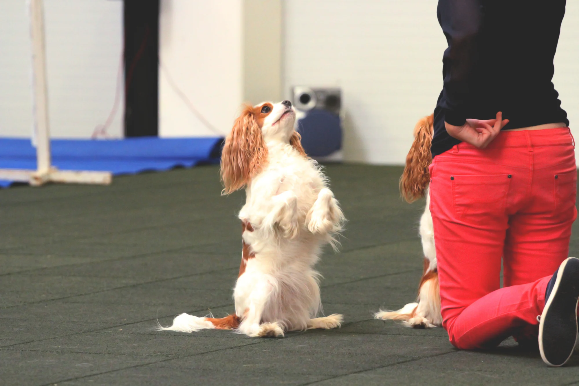 Dog Dancing: Kreativer Spaß & engere Bindung zum Hund