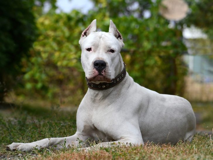 Dogo Argentino: Leitfaden zur starken, liebevollen Rasse & Fotos