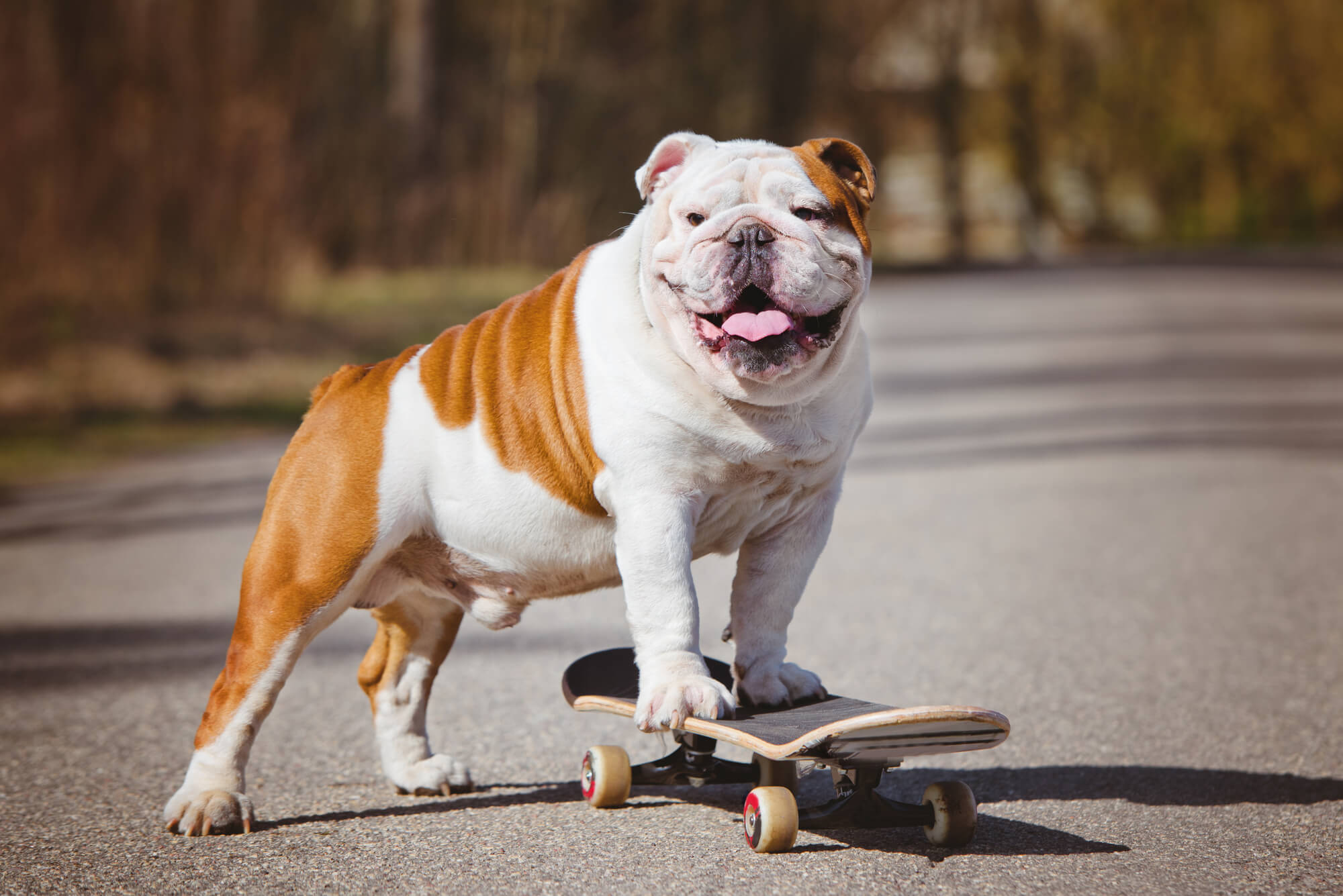 Englische Bulldogge