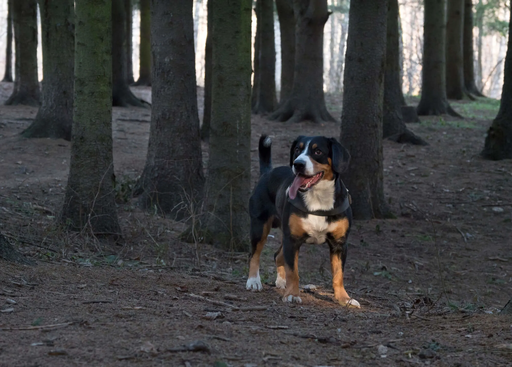 Entlebucher Sennenhund