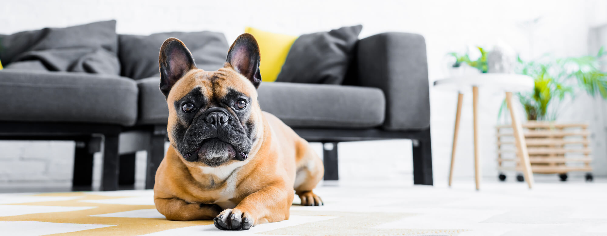 Französische Bulldogge