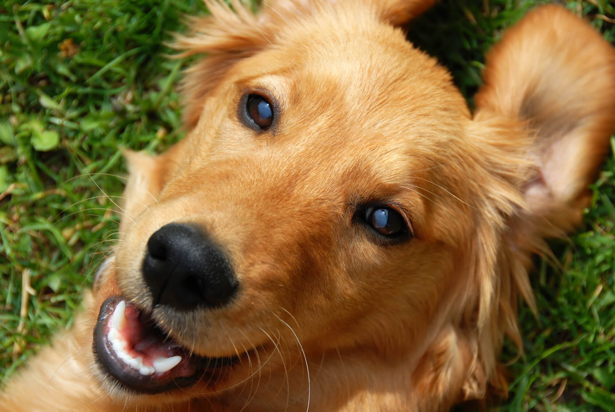 Goldener Retriever