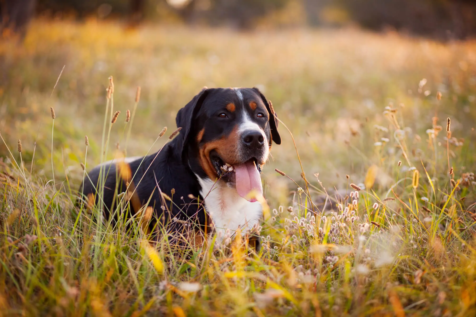 Grosser Schweizer Sennenhund