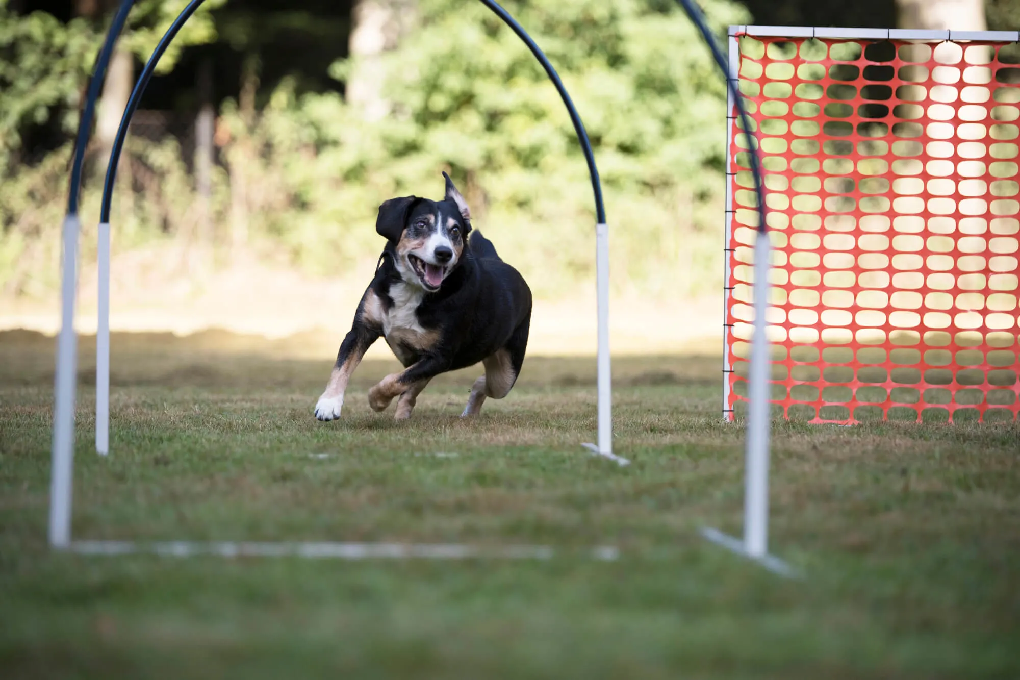 Hoopers Agility-Alternative