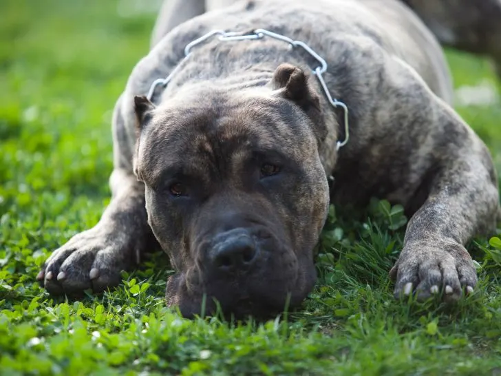 Hunderassen Kampfhunde: Top 15 mit Fotos + DACH-Listenhund