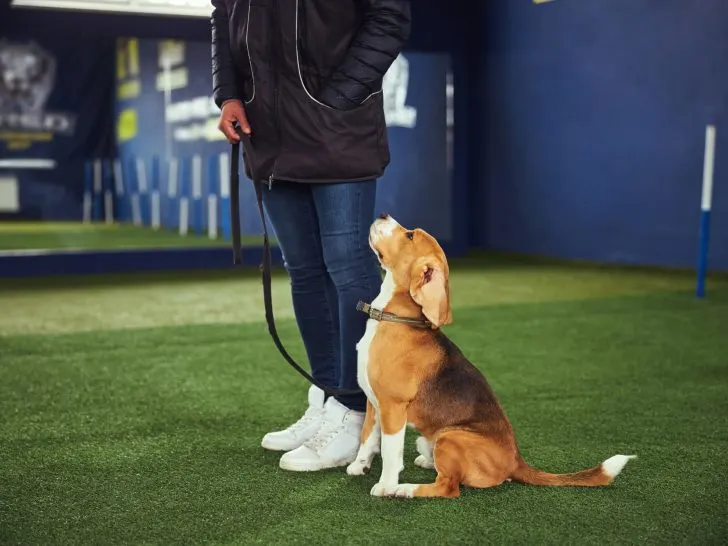 Obedience: Die hohe Schule der Hundeerziehung