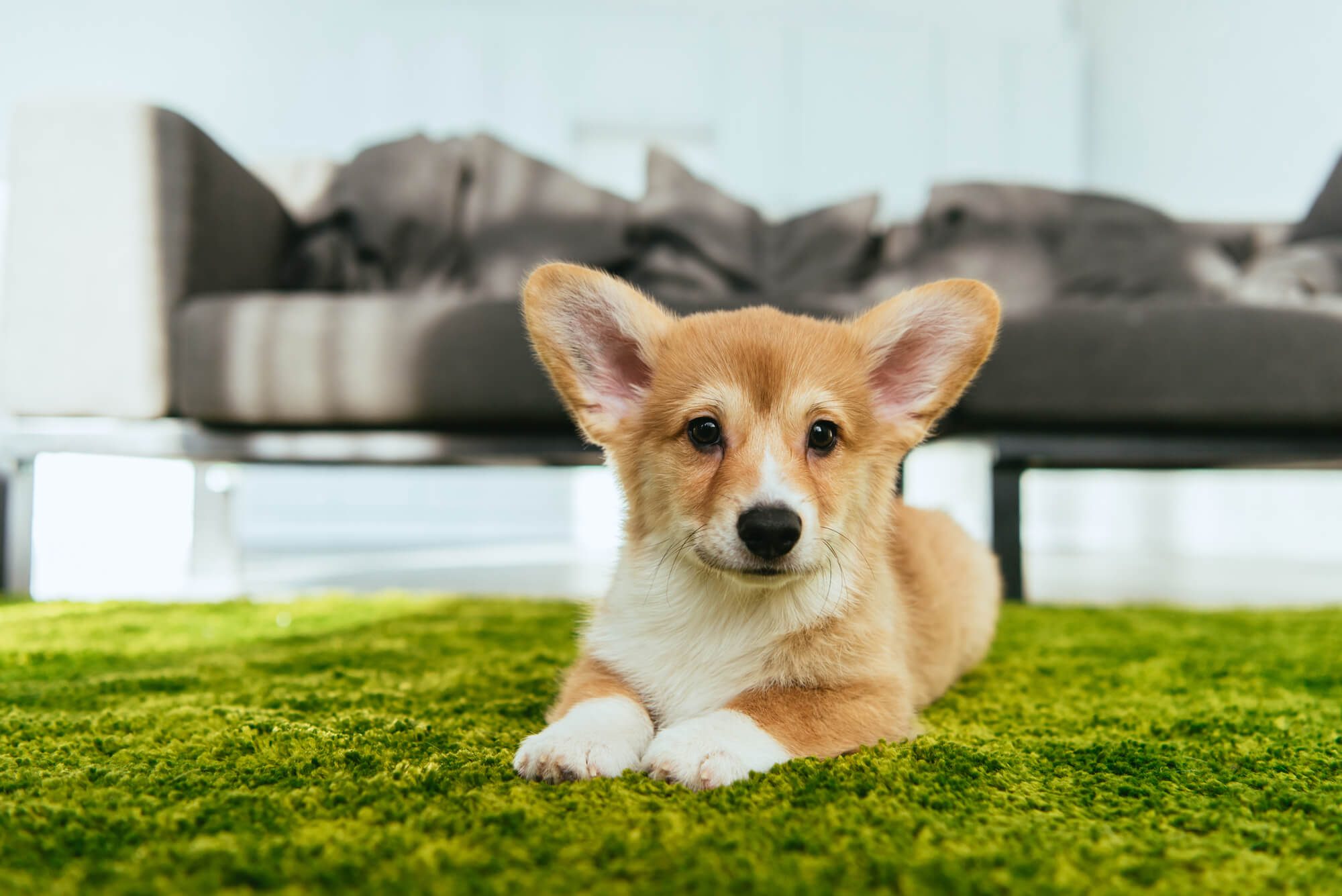 Pembroke Welsh Corgi