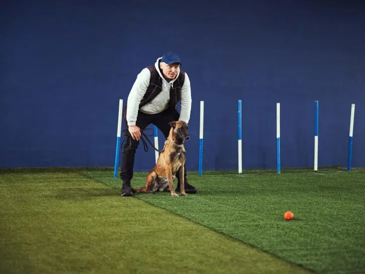 Rally Obedience: Eine aufregende Sportart für Hund und Mensch