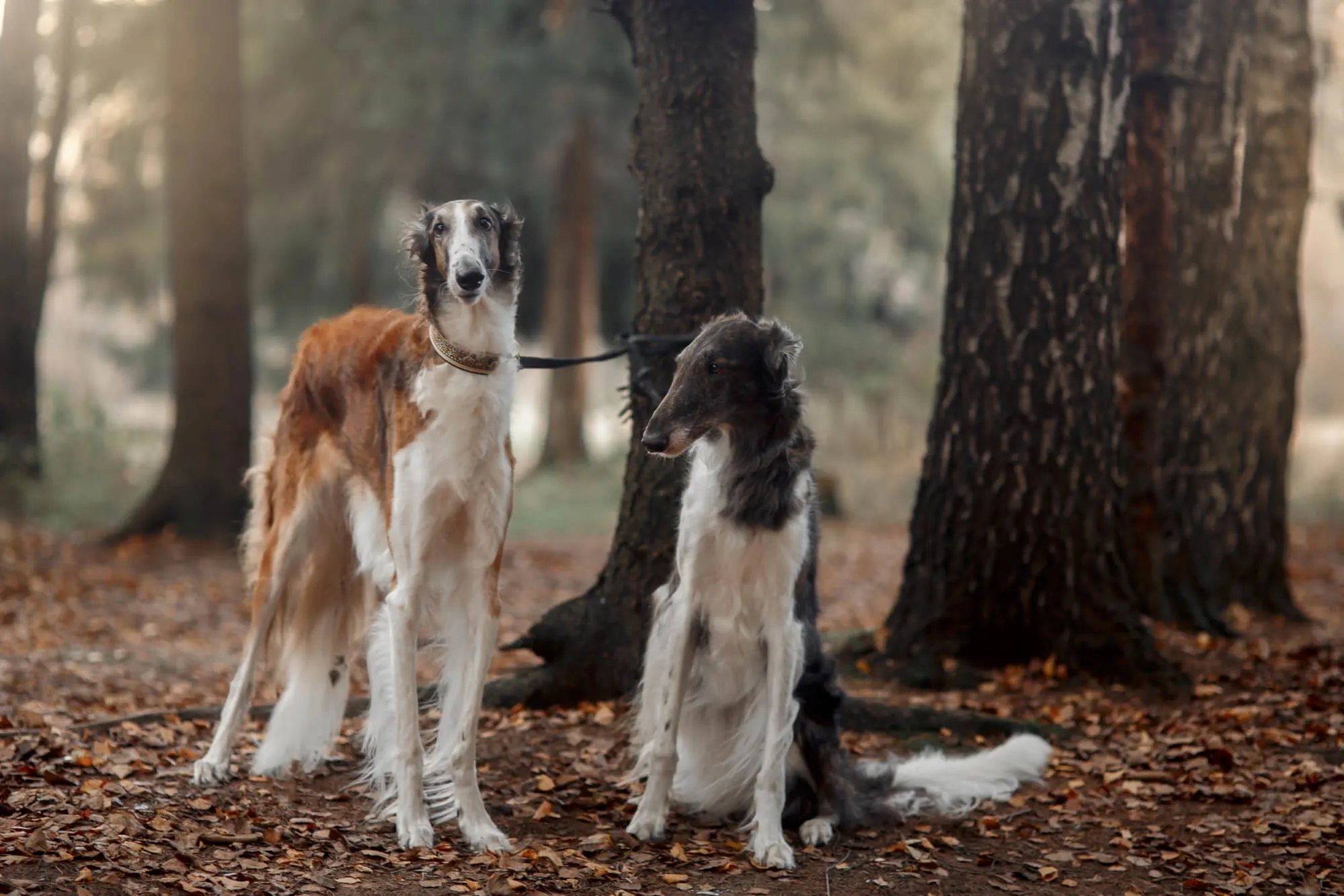 Russian Borzoi