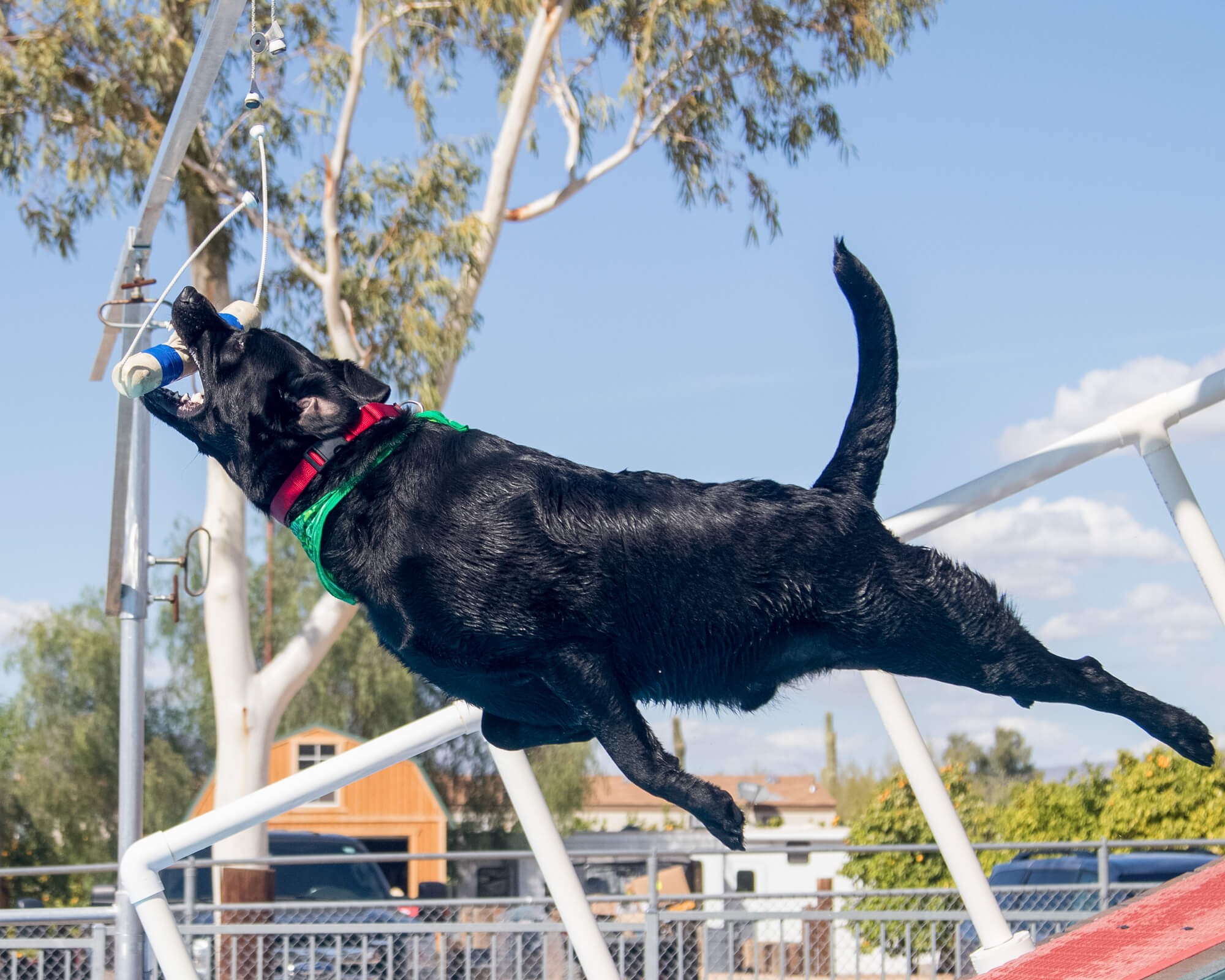 Schwarzer Labrador beim Dock Diving