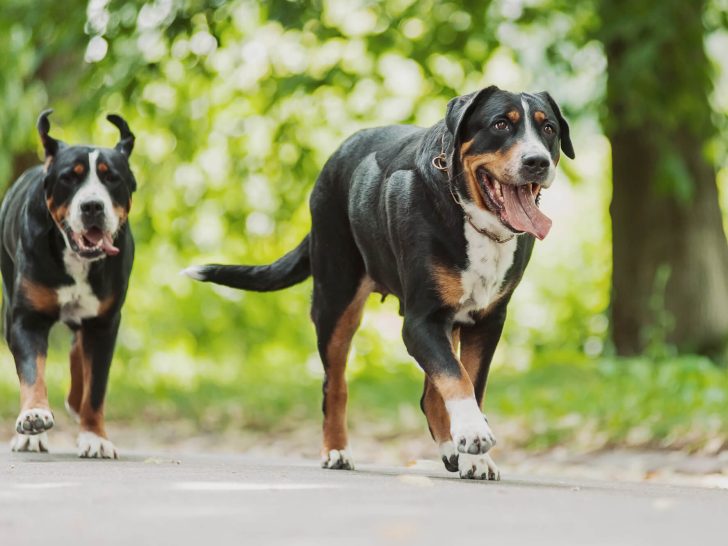 Sennenhund Rassen: Merkmale und Fotos aller 5 Rassen