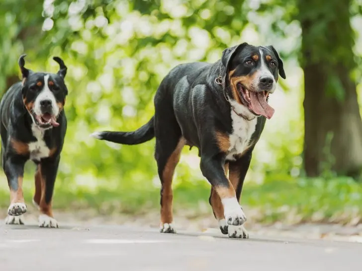 Sennenhund Rassen: Merkmale und Fotos aller 5 Rassen